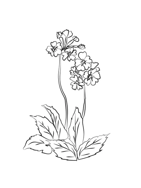 Primrose illustration på vit bakgrund. — Stock vektor