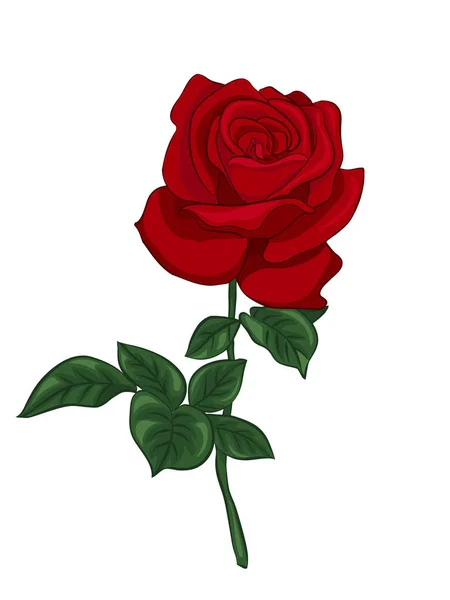 Single red rose — Stock Vector