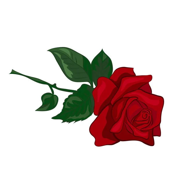 Rosa roja única — Vector de stock