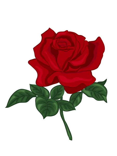 Single red rose — Stock Vector