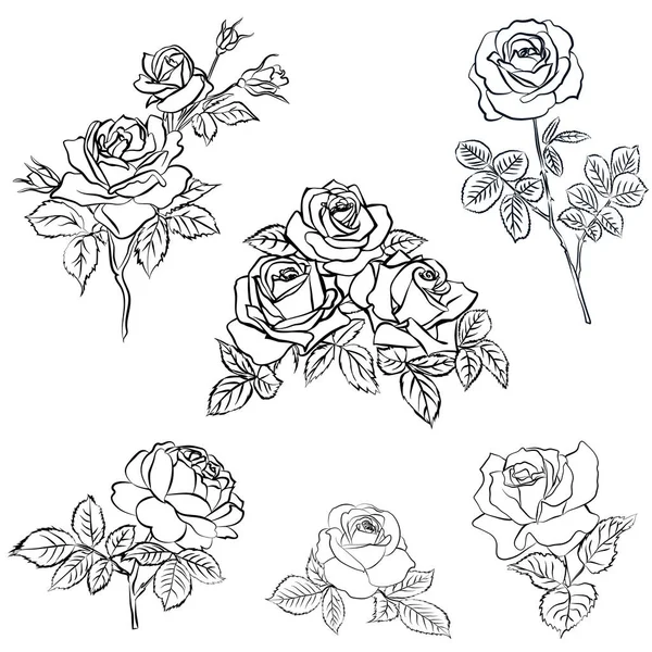 Set Rose sketch. — Stock Vector