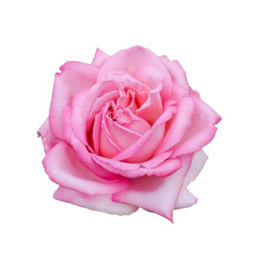Beyaz arka planda izole edilmiş taze pembe gül.