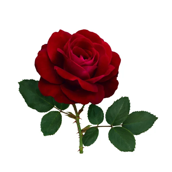 Rosa roja oscura con hojas verdes — Foto de Stock