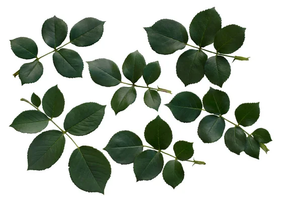 Zöld rózsa levelek elszigetelt fehér — Stock Fotó