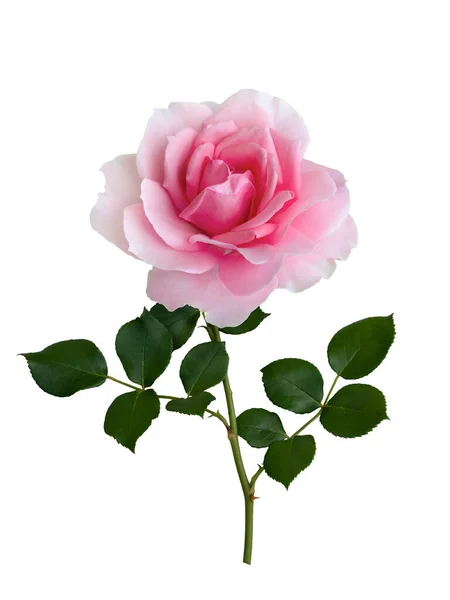 精致的粉红色玫瑰，绿叶 — 图库照片