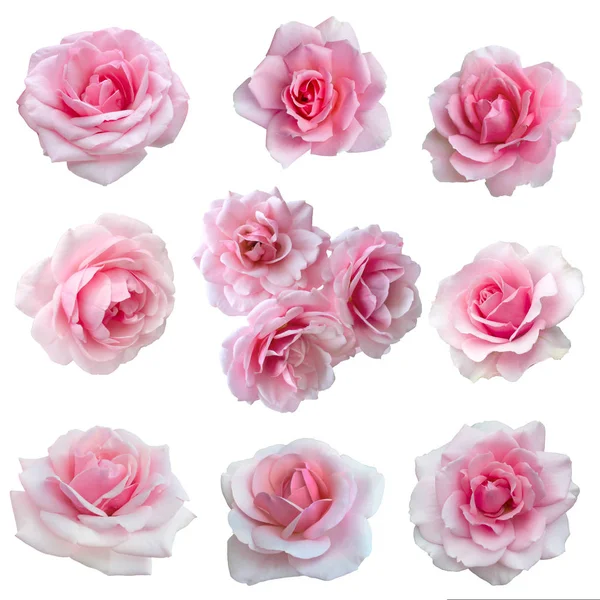 Collage di delicate rose rosa — Foto Stock