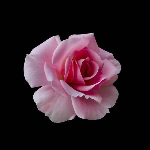 Rosa rosa hermosa — Foto de Stock