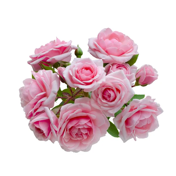 Pink rose flowers arrangement isolated on white background — Stock Photo, Image