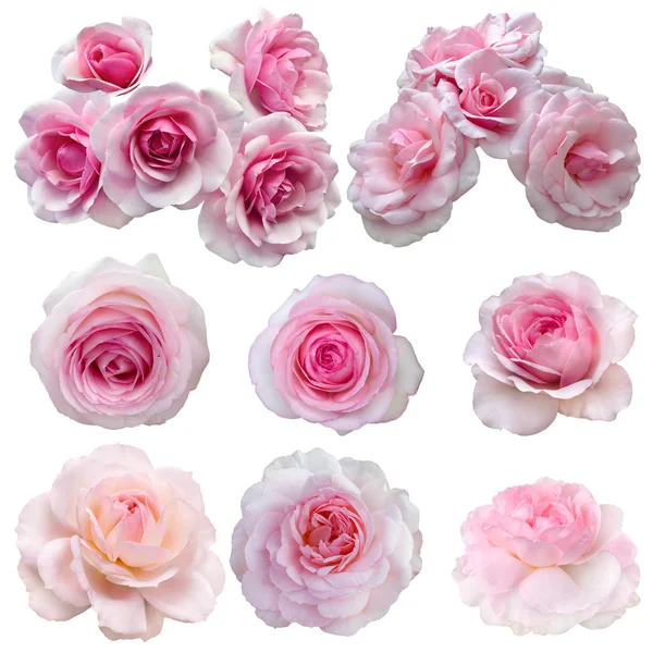 Kolaż delikatnych róż różowych — Zdjęcie stockowe