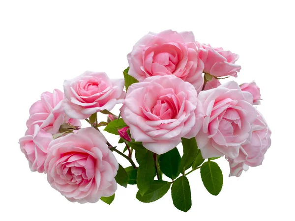 Рожеві квіти троянд розташування ізольовані на білому тлі — стокове фото
