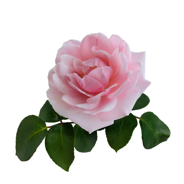 Нежная розовая роза с зелеными листьями — стоковое фото