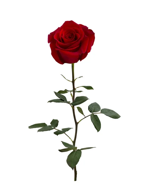 Ciemny czerwony róża z zielonych liści — Zdjęcie stockowe