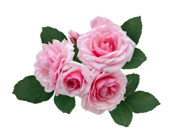 Нежные розовые розы с зелеными листьями — стоковое фото