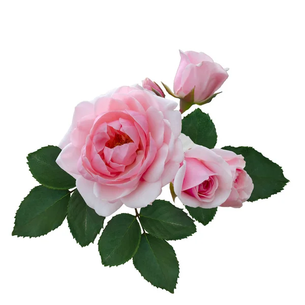 Delicate pink roses with green leaves — Stock Photo, Image