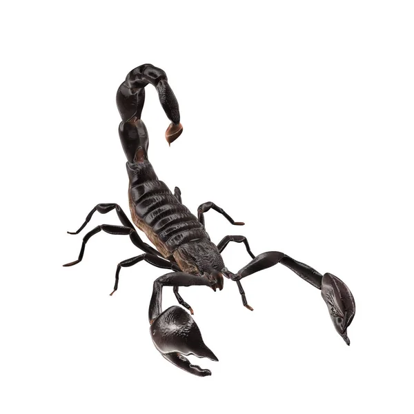 Escorpião imperial isolado sobre fundo branco. Resultado da renderização modelo 3d — Fotografia de Stock