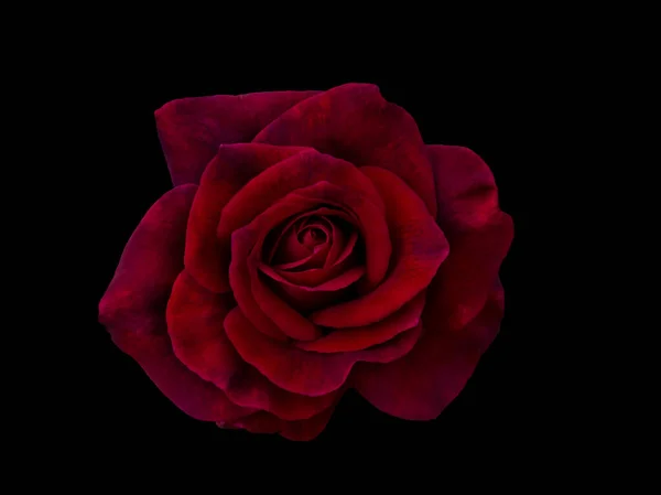 Koyu kırmızı gül