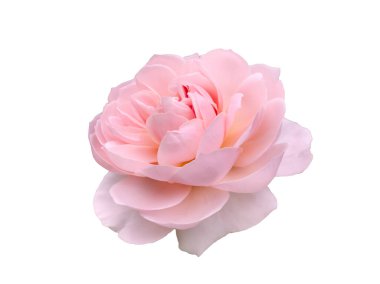 Beyaz arka planda izole edilmiş taze pembe gül.