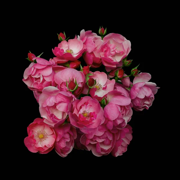 Rosa arreglo de flores de rosa aislado sobre fondo negro — Foto de Stock