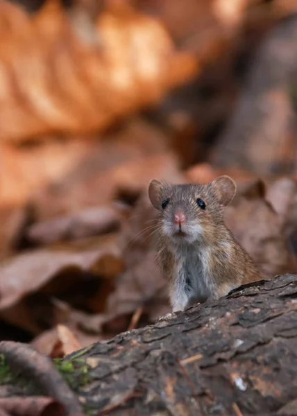 Pole Myszy Lesie Tle Jesiennego Brązowego Liści Stałe Poziome Tło — Zdjęcie stockowe