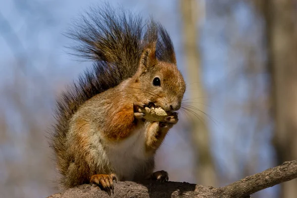 Pluizige Eekhoorn Zit Een Bos Een Tak Pinda Eten — Stockfoto