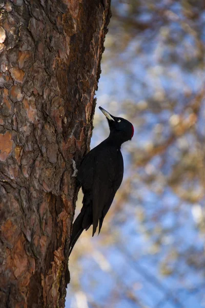 Gran Pájaro Carpintero Negro Zhelna Hembra Sentado Tronco Pino Bosque —  Fotos de Stock