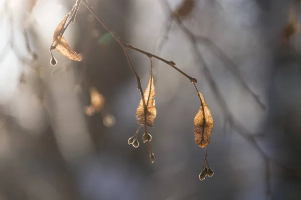 Линденская Ветвь Сухими Семенами Осеннего Зимнего Света — стоковое фото