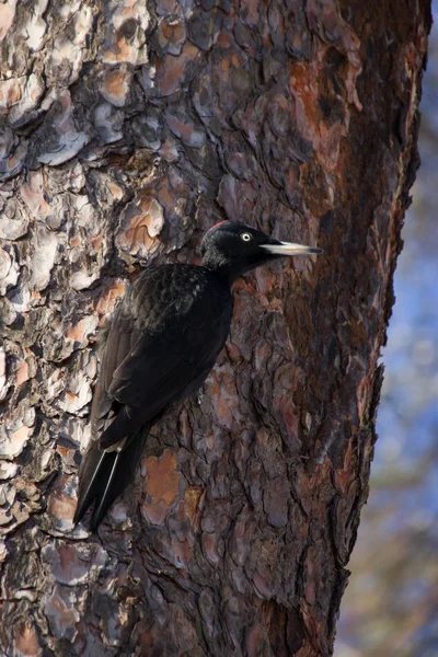 Grand Pic Noir Dans Habitat Naturel Attire Les Ravageurs Fond — Photo