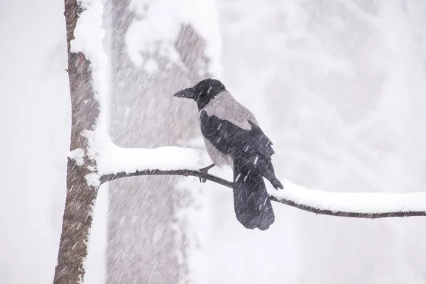 強い雪玉の中で冬に枝に座っているカラス — ストック写真