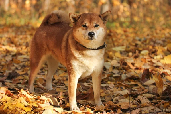 Červenovlasý Bílý Pes Plemene Shiba Inu Stojí Podzimním Lese — Stock fotografie