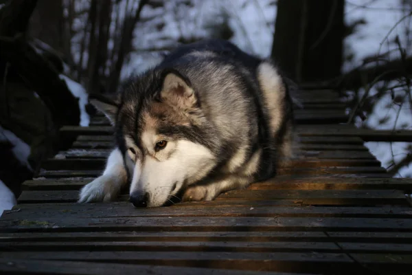 Pies Podobny Wilczej Rasy Alaskan Malamute Spaceruje Lesie Słoneczną Pogodę — Zdjęcie stockowe