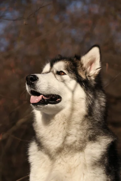 Pies Podobny Wilczej Rasy Alaskan Malamute Spaceruje Lesie Słoneczną Pogodę — Zdjęcie stockowe