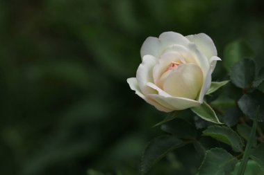 Koyu yeşil yatay arka planda pembe renkli beyaz bir gül.