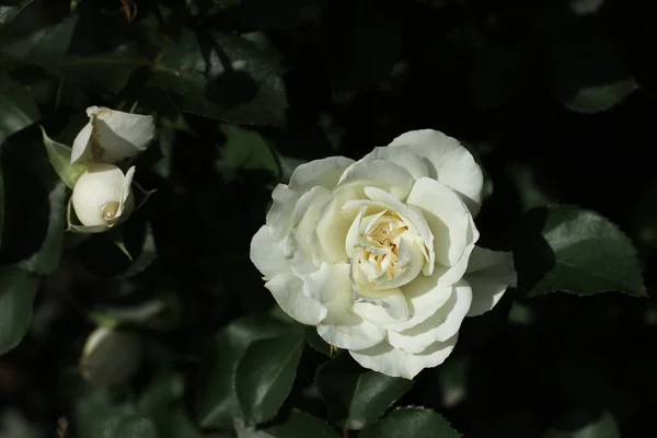 White blooming rose in a natural environment on a dark green background