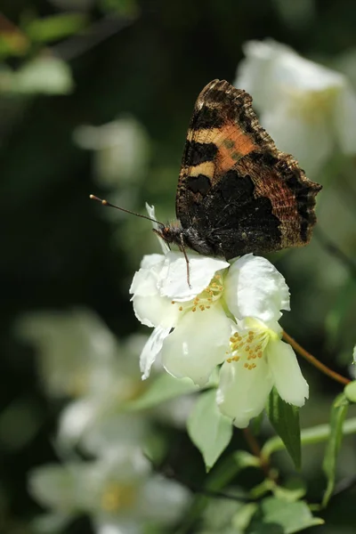 Pokrzywka Motyl Złożonymi Brązowymi Skrzydłami Siedzi Białym Kwitnącym Jaśminu — Zdjęcie stockowe