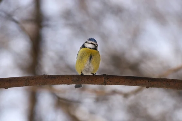 Gros Seins Bleus Assis Printemps Sur Une Branche Par Temps — Photo