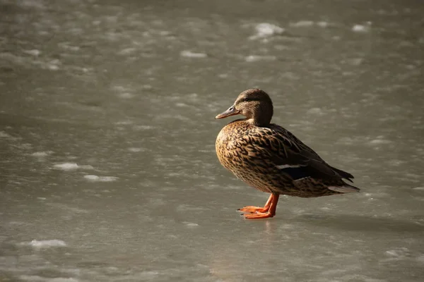 Mallard Hembra Perfil Primavera Sobre Hielo Clima Soleado — Foto de Stock