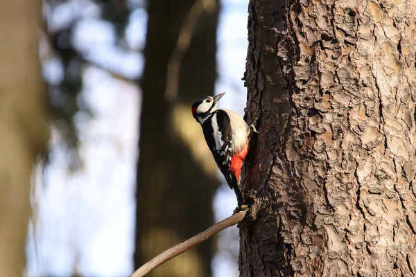 Bei Sonnigem Frühlingswetter Sitzt Ein Großes Buntspecht Männchen Auf Einem — Stockfoto