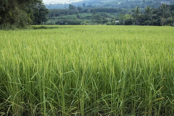 Closeup de espigão de arroz no campo Paddy no autum — Fotografia de Stock