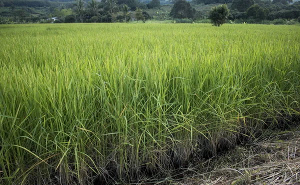 Pendekatan spike beras di lapangan Paddy di autum — Stok Foto