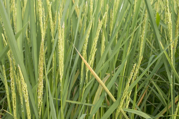 Крупный план рисового пика на поле Пэдди на аутуме — стоковое фото