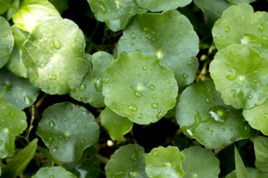 Gotu kola yapraklarına, Asya pennywort 'una, İndi' ye su damlasını kapatın.