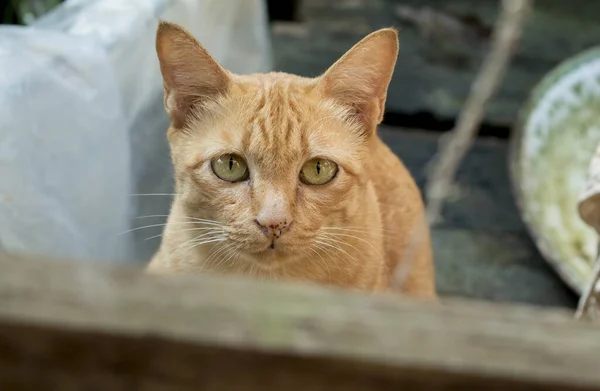 Gato amarillo — Foto de Stock