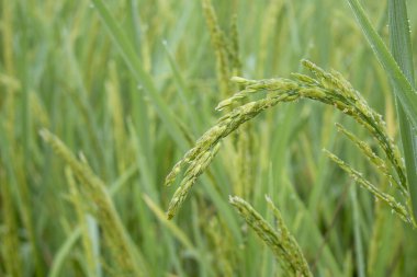 Paddy tarlasında sonbaharda pirinç artışı