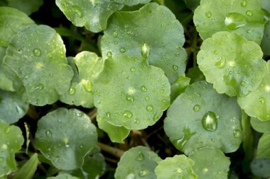 Gotu kola yapraklarına, Asya pennywort 'una, İndi' ye su damlasını kapatın.