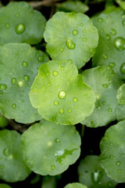 Gotu kola yapraklarına, Asya pennywort 'una, İndi' ye su damlasını kapatın.