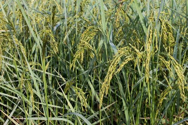 Рисовые шипы на поле Пэдди осенью — стоковое фото