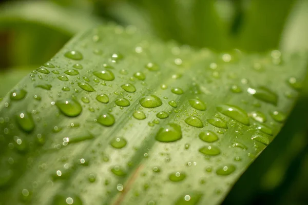 stock image Close up of Water drops on green leaf with nature in rainy seaso