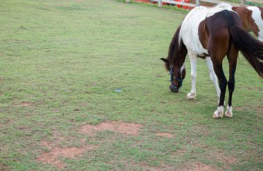 Kahverengi atın portresi