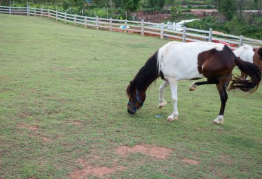 Kahverengi atın portresi