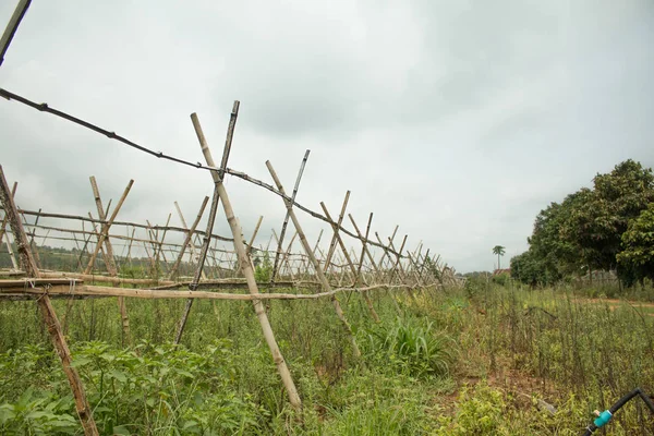 Alter Bambusaufhänger für Plantage in Bauernhof. — Stockfoto
